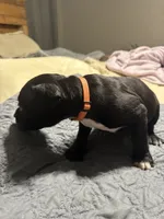 OJ, a male American Bully for sale in Greenville, TX – 6 of 10