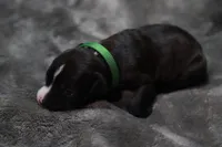 Turbo, a male American Bully for sale in Greenville, TX – 7 of 9