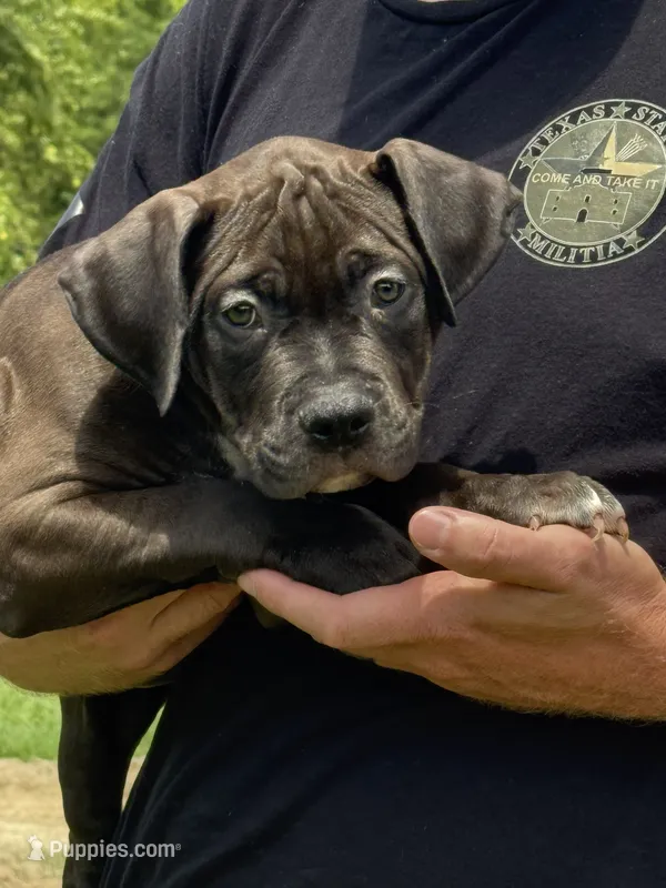Bandit  – American Bully puppy for sale in Greenville, TX
