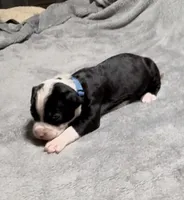 Blue , a male American Bully for sale in Greenville, TX – 7 of 7