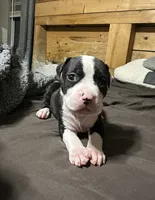 Blue , a male American Bully for sale in Greenville, TX – 4 of 7