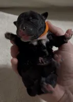 OJ, a male American Bully for sale in Greenville, TX – 10 of 10