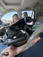 Blue , a male American Bully for sale in Greenville, TX – 2 of 7
