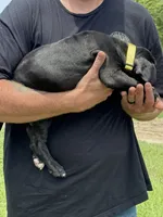 Turbo, a male American Bully for sale in Greenville, TX – 3 of 9