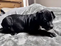 OJ, a male American Bully for sale in Greenville, TX – 2 of 10
