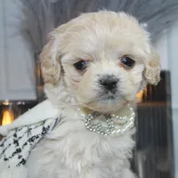 Lumi, a female Cockapoo and Cocker Spaniel for sale in Fayetteville, NC – Photo 6 of 10