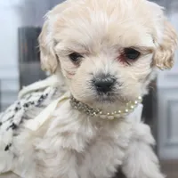 Lumi, a female Cockapoo and Cocker Spaniel for sale in Fayetteville, NC – Photo 3 of 10