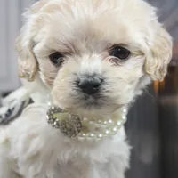 Lumi, a female Cockapoo and Cocker Spaniel for sale in Fayetteville, NC – Photo 1 of 10