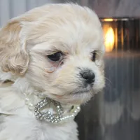 Lumi, a female Cockapoo and Cocker Spaniel for sale in Fayetteville, NC – Photo 7 of 10