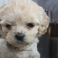Lumi, a female Cockapoo and Cocker Spaniel for sale in Fayetteville, NC – Photo 9 of 10