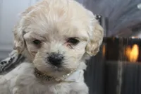 processed/2b772121-3985-419c-84ca-6e310a54ce7f/listing/087c4689-352a-460e-9a94-b7f16d518a32/818310bf-6a65-4314-83fa-9bfc28f3d808