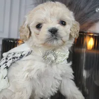 Lumi, a female Cockapoo and Cocker Spaniel for sale in Fayetteville, NC – Photo 2 of 10