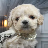 Lumi, a female Cockapoo and Cocker Spaniel for sale in Fayetteville, NC – Photo 10 of 10