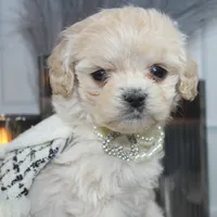 Lumi, a female Cockapoo and Cocker Spaniel for sale in Fayetteville, NC – Photo 8 of 10