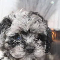 Solstice, a female Cockapoo and Cocker Spaniel for sale in Fayetteville, NC – Photo 5 of 9