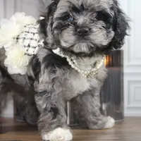 Solstice, a female Cockapoo and Cocker Spaniel for sale in Fayetteville, NC – Photo 7 of 9