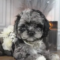Solstice, a female Cockapoo and Cocker Spaniel for sale in Fayetteville, NC – Photo 3 of 9