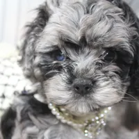 Solstice, a female Cockapoo and Cocker Spaniel for sale in Fayetteville, NC – Photo 1 of 9