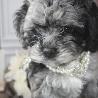 Solstice, a female Cockapoo and Cocker Spaniel for sale in Fayetteville, NC – Photo 8 of 9