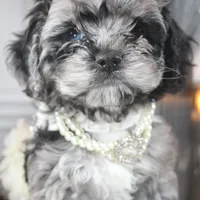 Solstice, a female Cockapoo and Cocker Spaniel for sale in Fayetteville, NC – Photo 6 of 9
