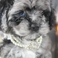 Solstice, a female Cockapoo and Cocker Spaniel for sale in Fayetteville, NC – Photo 9 of 9