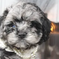 Solstice, a female Cockapoo and Cocker Spaniel for sale in Fayetteville, NC – Photo 2 of 9