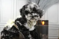 processed/2b772121-3985-419c-84ca-6e310a54ce7f/listing/275fab85-f540-4a97-bc29-a01714e82dcc/3f4abd6d-ec60-4b6b-8c58-a5fcae6d7898