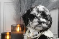 processed/2b772121-3985-419c-84ca-6e310a54ce7f/listing/275fab85-f540-4a97-bc29-a01714e82dcc/9a4bc08b-59ac-4a35-8952-9fb5cae969ec