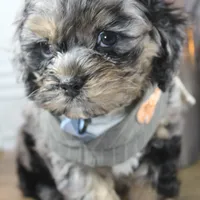 Snow, a male Cockapoo and Cocker Spaniel for sale in Fayetteville, NC – Photo 9 of 10