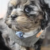 Snow, a male Cockapoo and Cocker Spaniel for sale in Fayetteville, NC – Photo 7 of 10