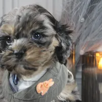 Snow, a male Cockapoo and Cocker Spaniel for sale in Fayetteville, NC – Photo 8 of 10