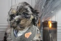 processed/2b772121-3985-419c-84ca-6e310a54ce7f/listing/3c54b50e-3391-4bd1-8da0-5fec407b5f08/5de30f33-e10e-4fba-a089-4b0aa4dcf3fa