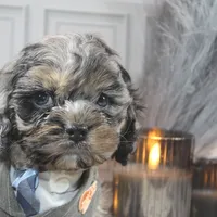 Snow, a male Cockapoo and Cocker Spaniel for sale in Fayetteville, NC – Photo 4 of 10