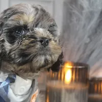 Snow, a male Cockapoo and Cocker Spaniel for sale in Fayetteville, NC – Photo 10 of 10