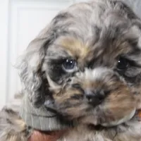 Snow, a male Cockapoo and Cocker Spaniel for sale in Fayetteville, NC – Photo 6 of 10