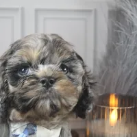 Snow, a male Cockapoo and Cocker Spaniel for sale in Fayetteville, NC – Photo 5 of 10
