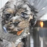 Snow, a male Cockapoo and Cocker Spaniel for sale in Fayetteville, NC – Photo 2 of 10