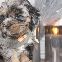 Snow, a male Cockapoo and Cocker Spaniel for sale in Fayetteville, NC – Photo 3 of 10