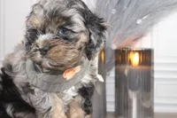 processed/2b772121-3985-419c-84ca-6e310a54ce7f/listing/3c54b50e-3391-4bd1-8da0-5fec407b5f08/d88df817-6a26-4cff-a9e0-95f0ccad621a