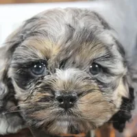 Snow, a male Cockapoo and Cocker Spaniel for sale in Fayetteville, NC – Photo 1 of 10
