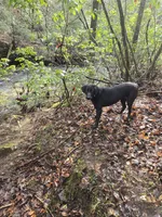 Kuro, a female Labrador Retriever for sale in Crossville, TN – 10 of 10
