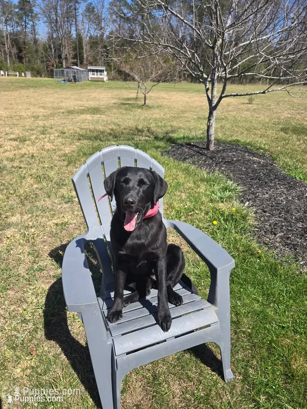 Kuro – Labrador Retriever puppy for sale in Crossville, TN