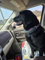 Kuro, a female Labrador Retriever for sale in Crossville, TN – 5 of 10