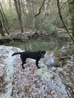 Kuro, a female Labrador Retriever for sale in Crossville, TN – 9 of 10