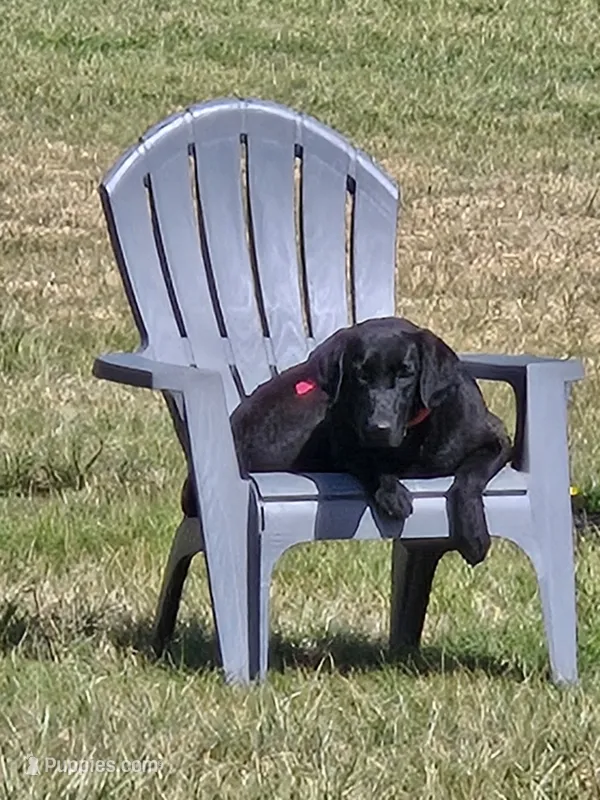 Kuro – Labrador Retriever puppy for sale in Crossville, TN