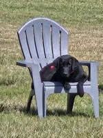 Kuro, a female Labrador Retriever for sale in Crossville, TN – 1 of 10