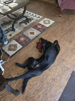 Kuro, a female Labrador Retriever for sale in Crossville, TN – 8 of 10