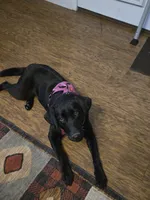 Kuro, a female Labrador Retriever for sale in Crossville, TN – 4 of 10