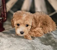 Misty, a female Poodle - Miniature  for sale in Indiahoma, OK – Photo 1 of 2