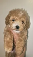 Misty, a female Poodle - Miniature  for sale in Indiahoma, OK – Photo 2 of 2